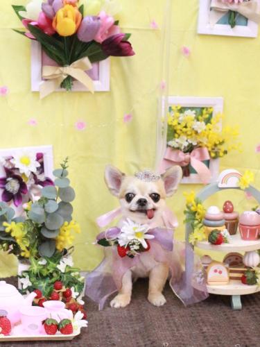 20230307momoちゃん